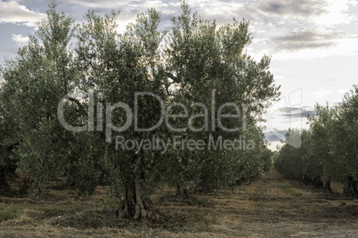 Olive trees