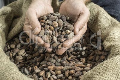 Hand holds cocoa beans