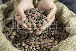 Hand holds cocoa beans
