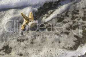 Starfish into the waves