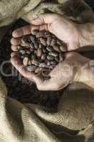 Hand holds cocoa beans