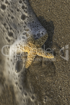 Starfish into the waves