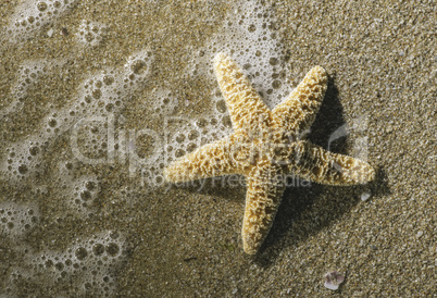 Starfish into the waves