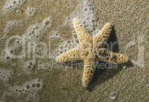 Starfish into the waves