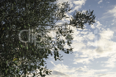 Olive branches