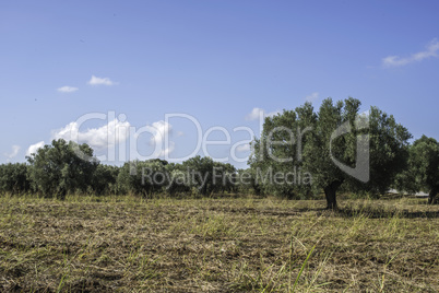 Olive branches