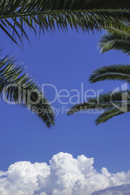 Palms leaves and blue sky