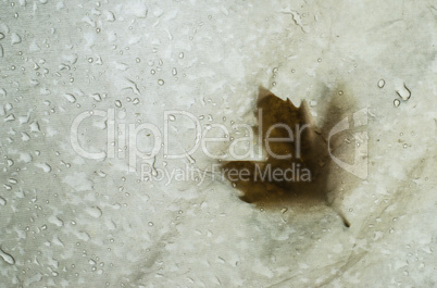 Fallen autumn leaf on tent