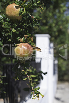 Pomegranate tree