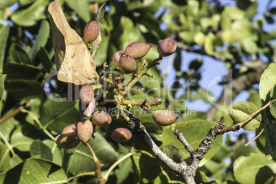 Pistachio tree branch