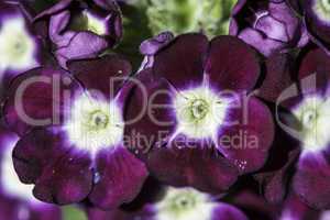 Violet color flowers