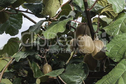 Kiwi plant