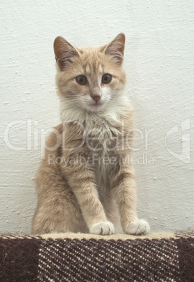 Orange cat on white wall