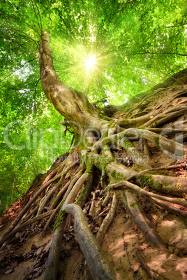 Forest scenery in beautiful sunshine