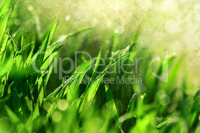 Grass macro with water in the air
