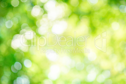 Shining defocused highlights in trees