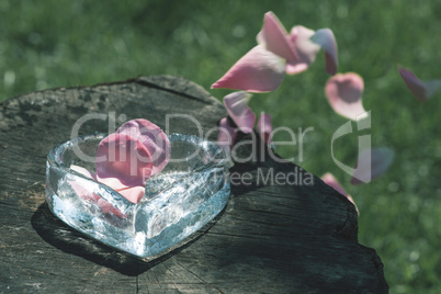 Rose leaves on wood