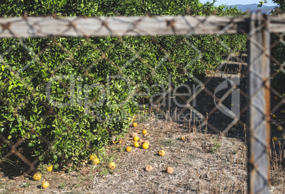 Orange trees in plantation