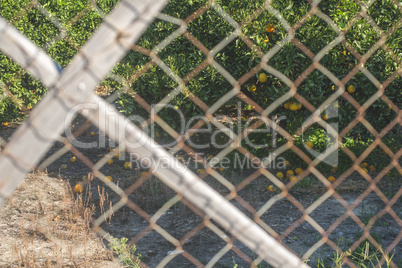 Orange trees in plantation