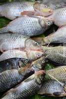 ASIA MYANMAR NYAUNGSHWE FISH MARKET