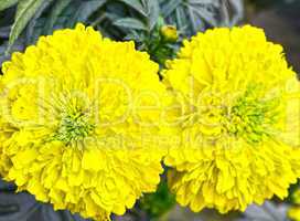 Closeup of beautiful yellow color flowers in the garden