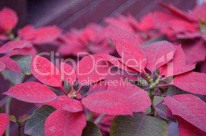 Natural red leaf in the garden.