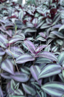 Pink and green color leaf in the garden