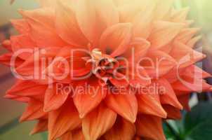 Closeup of beautiful red-orange color flowers in the garden