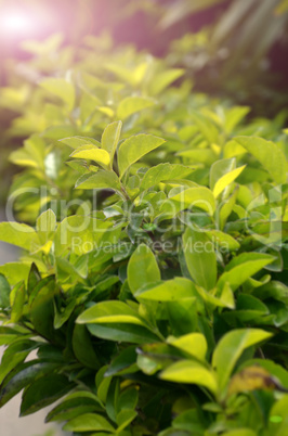 Green color tea leafs with sunlight