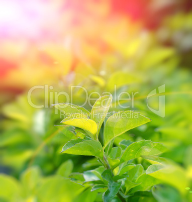 Green color tea leafs with sunlight
