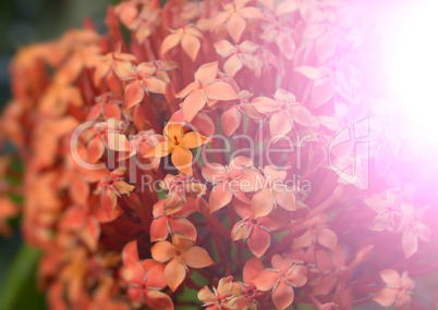 Flowers in the garden captured very closeup with sunlight