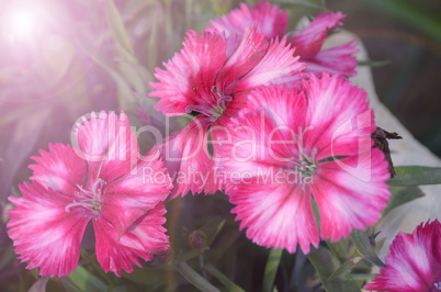 Pink color flower in the garden captured very closeup with sunlight