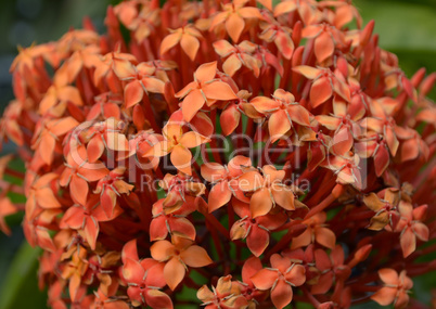 Flowers in the garden captured very closeup