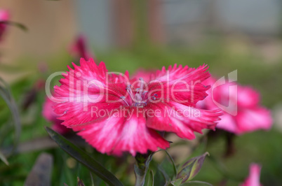 Pink color flower in the garden captured very closeup with sunlight