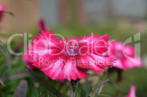 Pink color flower in the garden captured very closeup with sunlight