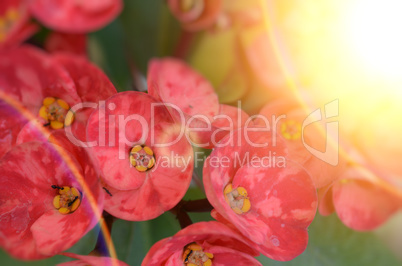Pink color flower in the garden captured very closeup with sunlight