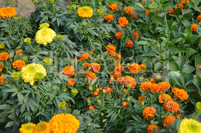 Flowers in the garden captured very closeup