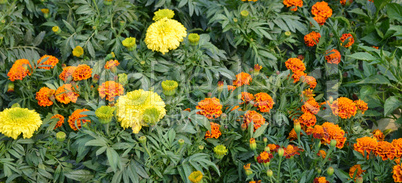 Flowers in the garden captured very closeup