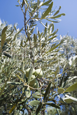 Olive branches