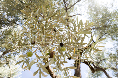 Olive branches