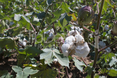 Cotton plant close up