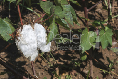 Cotton plant close up