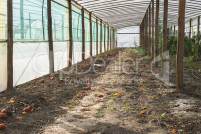 Empty tomato greenhouse