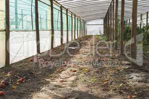 Empty tomato greenhouse