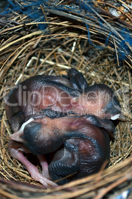 Baby birds in the nest. Very closeup.