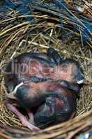Baby birds in the nest. Very closeup.