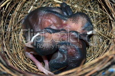 Baby birds in the nest. Very closeup.