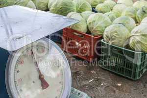 Sale cabbage in the market