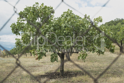 Pistachio trees