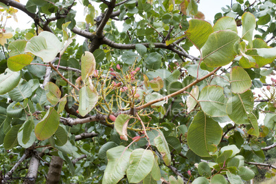 Pistachio tree branch